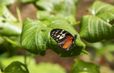 Tiger Longwing Feb 2022